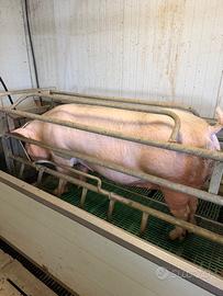 Scrofa Danbred F1