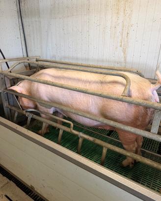 Scrofa Danbred F1