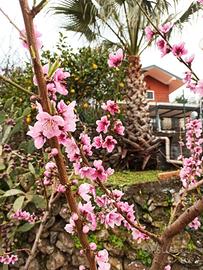 Casa sull'Etna tra ciliegi e vigneti