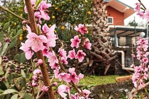 Casa sull'Etna tra ciliegi e vigneti