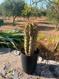 Cactus Colonnare (Trichocereus / Echinopsis)