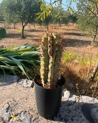 Cactus Colonnare (Trichocereus / Echinopsis)