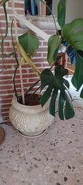 vaso salentino in terra cotta con monstera