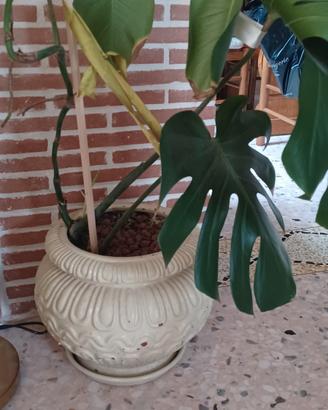 vaso salentino in terra cotta con monstera