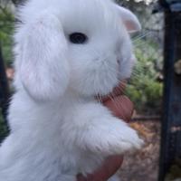 Conigli nani razza Ariete Nano