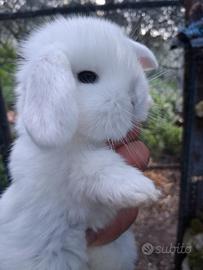 Conigli nani razza Ariete Nano