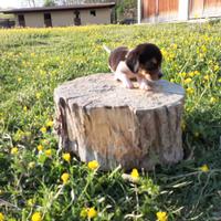 Beagle Elisabeth cuccioli