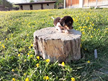 Beagle Elisabeth cuccioli