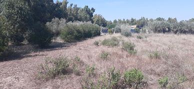 Terreno agricolo
