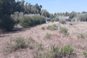Terreno agricolo