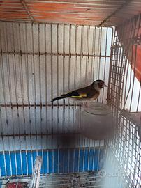 Cardellina
