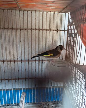 Cardellina