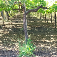 Vendita terreno vigneto e uliveto
