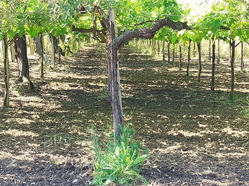 Vendita terreno vigneto e uliveto