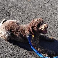 Lagotto romagnolo