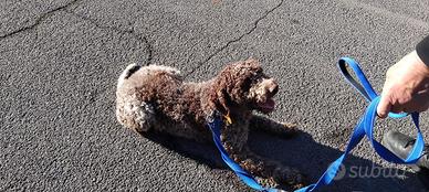 Lagotto romagnolo