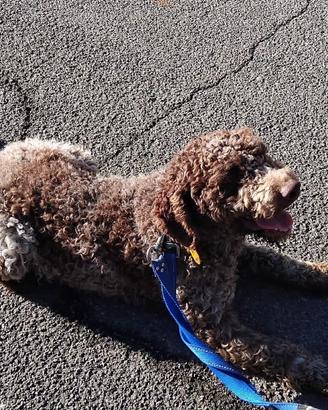 Lagotto romagnolo
