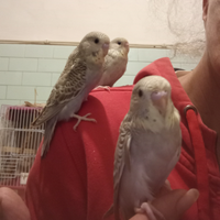 Cocorita allevata a mano