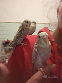 Cocorita allevata a mano