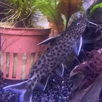 Synodontis petricola pesce d'acqua dolce