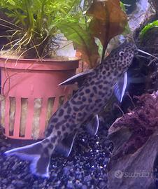 Synodontis petricola pesce d'acqua dolce