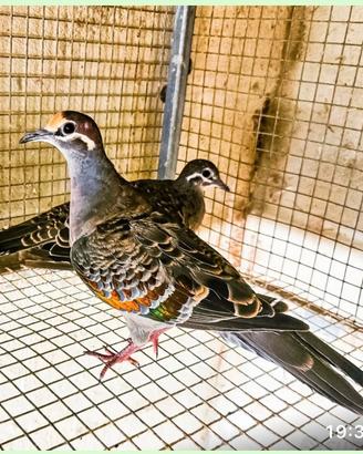 Tortore dalle ali bronzine