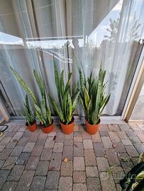 MONTECATINI TERME  piante di Sanseveria in cespi