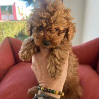 Barboncini toy e nani