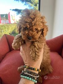 Barboncini toy e nani