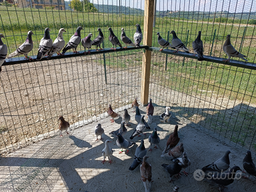 Acedo colombi viaggiatori per le gare