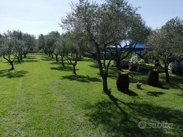 Rustico