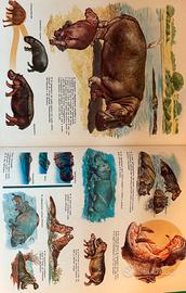 enciclopedia degli animali