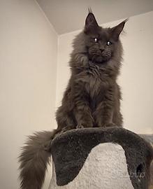 Maine Coon maschio di alta genealogia: monta