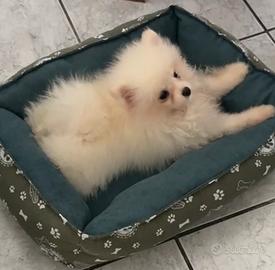 Spitz Pomenadia pedigree Enci