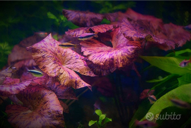 Nymphaea Red tiger lotus