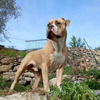 American Bully xxl