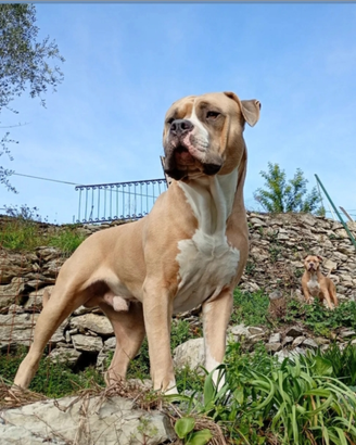 American Bully xxl