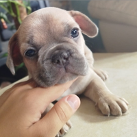 Bulldog francese esotico