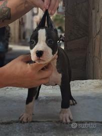 Amstaff