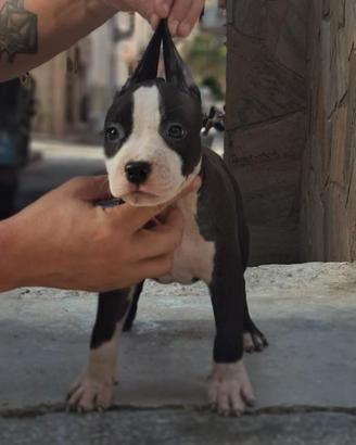 Amstaff