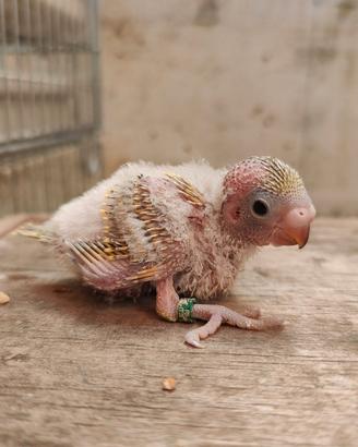 Pappagalli Cocorite pulli allevati a mano