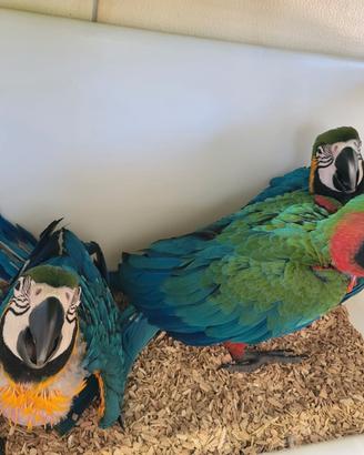 Pappagalli Ara Arlecchino DA IMBECCO