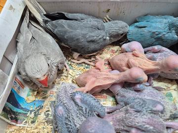 Parrocchetti dal collare