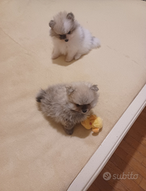 Cuccioli di Spitz di Pomerania