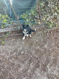 Cane border collie
