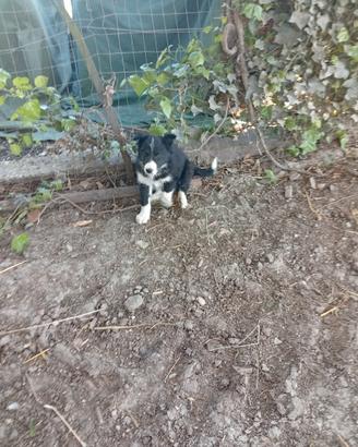Cane border collie