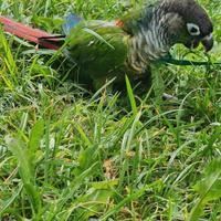 Pettorina Per Pappagalli