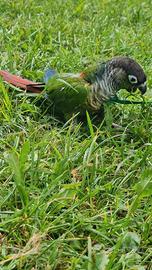 Pettorina Per Pappagalli