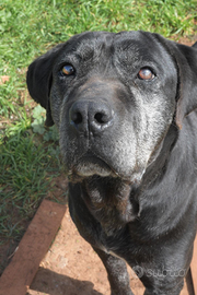 Geppetto un simpatico cagnone