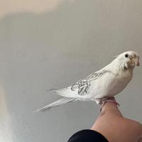 Calopsite allevato a mano